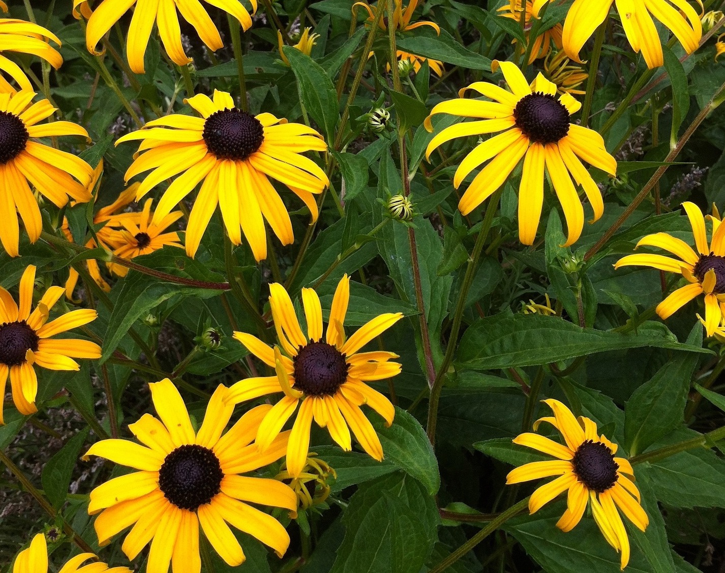 Black-eyed Susans growing in an outdoors garden.